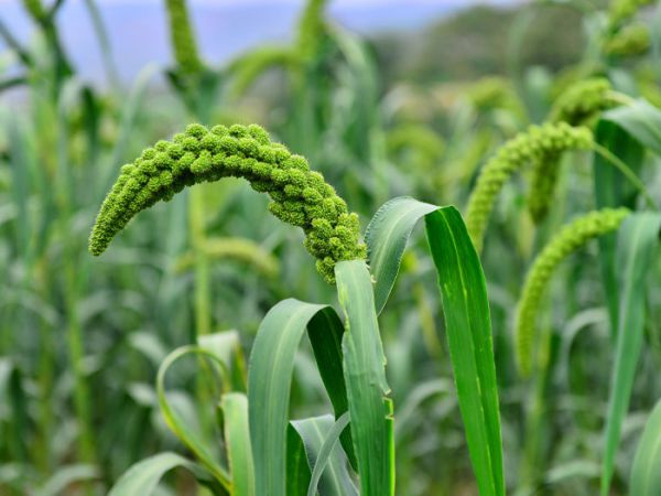 如何使用有機肥--微生物菌肥？